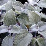 House Plants Swedish Ivy shrub (Plectranthus) Photo; silvery