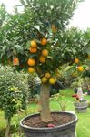 House Plants Sweet Orange tree (Citrus sinensis) Photo; green