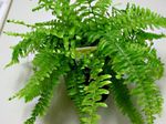 House Plants Sword Ferns  (Nephrolepis) Photo; green