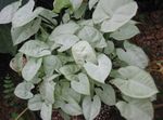 House Plants Syngonium liana  Photo; silvery