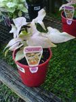 House Plants Syngonium liana  Photo; silvery