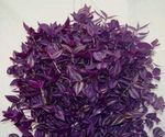 House Plants Tradescantia,    Photo; purple