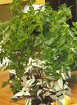 House Plants Tradescantia,    Photo; green
