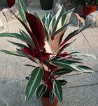 Triostar, Never-Never Plant  (Stromanthe sanguinea) Photo; motley