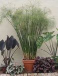 Umbrella Plant  (Cyperus) Photo; light green