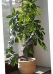 House Plants Umbrella Tree  (Schefflera) Photo; green