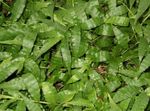 House Plants Variegated Basketgrass  (Oplismenus) Photo; green