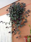 House Plants Wandering Jew  (Zebrina) Photo; motley