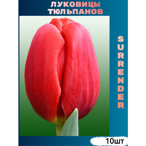 Луковицы тюльпана Surrender ( 10 шт) купить за 450 руб, фото