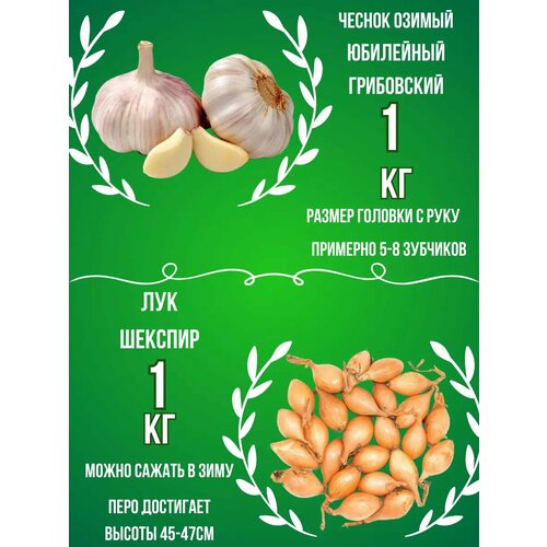 Набор Чеснок Озимый и Лук севок 1 кг купить за 950 руб, фото