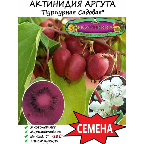 Семена Актинидия аргута 