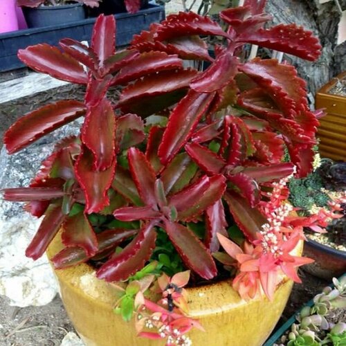 Каланхоэ шестиугольное, Kalanchoe Sexangularis, семена купить за 439 руб, фото