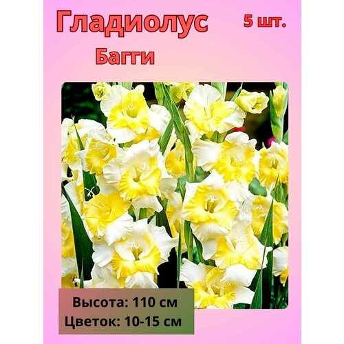 Гладиолус крупноцветковый Багги, луковицы Гладиолуса купить за 510 руб, фото