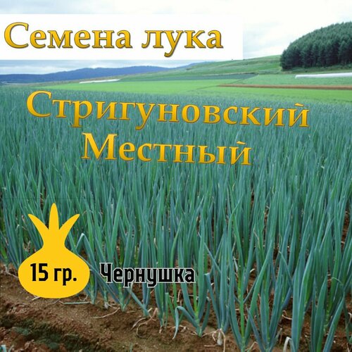 Семена лука чернушка Стригуновский Местный,15гр купить за 399 руб, фото