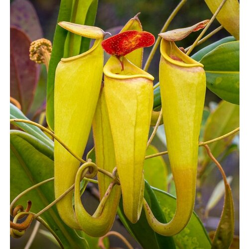 Непентес Мадагаскарский семена 3шт. (Nepenthes madagascariensis) фотография