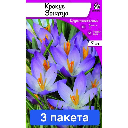 Крокус Зонатус (осенний) 7 луковиц 3 пакета купить за 1528 руб, фото