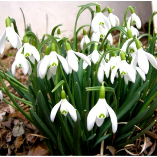 Подснежник Галантус - Galanthus (луковицы для посадки 5 шт)/ клубни, делёнки многолетних растений, корни / для дачи, сада, дома и балкона купить за 990 руб, фото