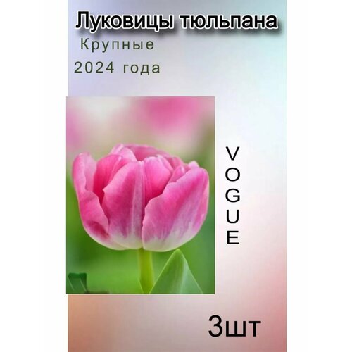 Луковицы Тюльпана Vogue ( 3 шт ) купить за 206 руб, фото