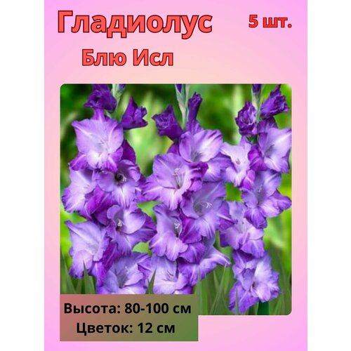 Гладиолус крупноцветковый Блю Исл, луковицы Гладиолуса купить за 510 руб, фото