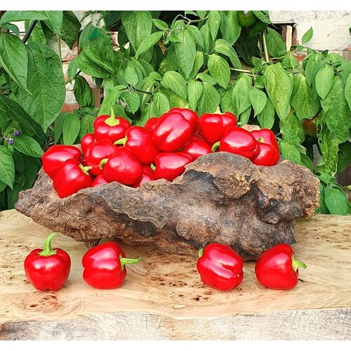 Семена Перец сладкий маленький красный колокольчик (Mini Bell Red) / Seeds And Goods / в упаковке 15 семян фотография