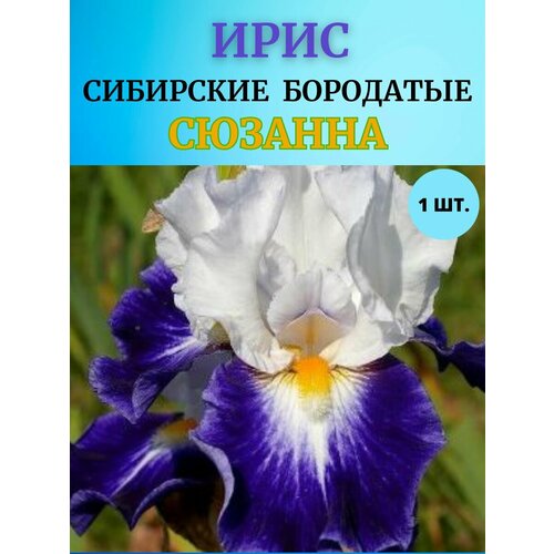 Ирис корневой 1 шт, многолетние цветы купить за 450 руб, фото