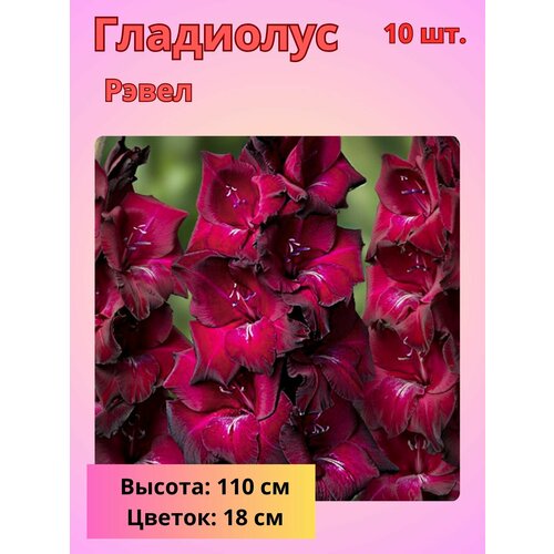 Гладиолус крупноцветковый Рэвел, луковицы Гладиолуса купить за 800 руб, фото