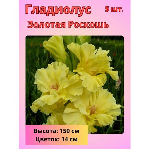Гладиолус крупноцветковый Золотая Роскошь, луковицы Гладиолуса купить за 510 руб, фото