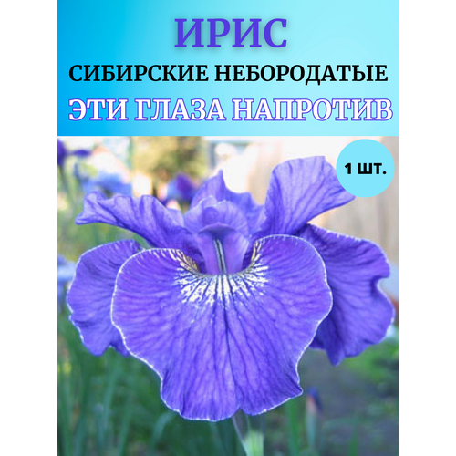 Ирис корневой Эти глаза напротив, многолетние цветы купить за 450 руб, фото