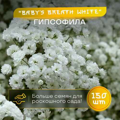 Гипсофила махровая Baby's Breath, семена 150 шт, многолетник купить за 560 руб, фото