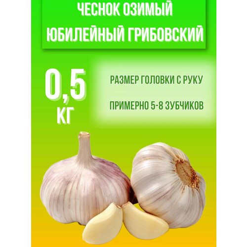 Чеснок Озимый Юбилейный Грибовский 0,5 кг купить за 450 руб, фото