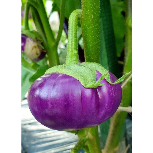 Семена Баклажан тайская круглая фиалка (Thai Round Violet) / Seeds And Goods / в пакетике zip-lock без полиграфии 15 семян фотография