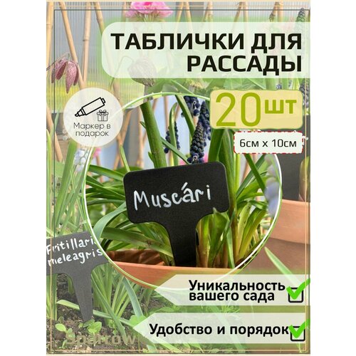 Таблички садовые для рассады купить за 350 руб, фото