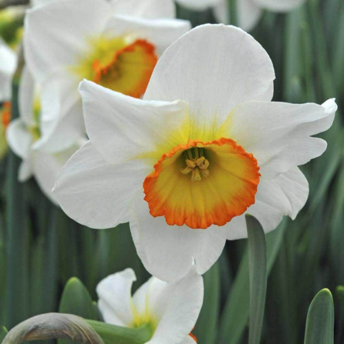 Луковицы цветов, Chipollino flowers, Нарцисс FLOWER RECORD (5 луковиц) фотография