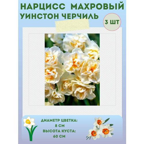 Нарцисс Уинстон Черчиль, многолетние цветы, луковицы 3 шт купить за 360 руб, фото