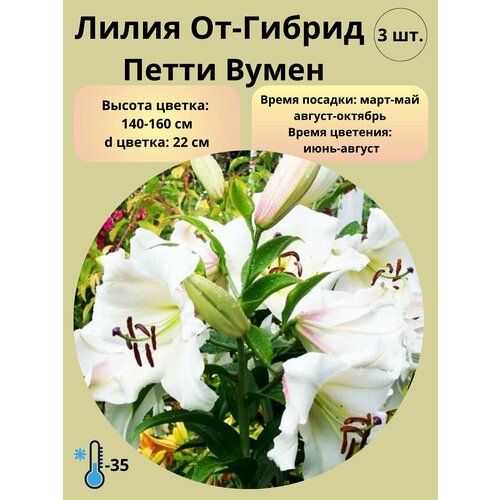 Луковицы Лилии ОТ-гибрид, 3 шт купить за 450 руб, фото