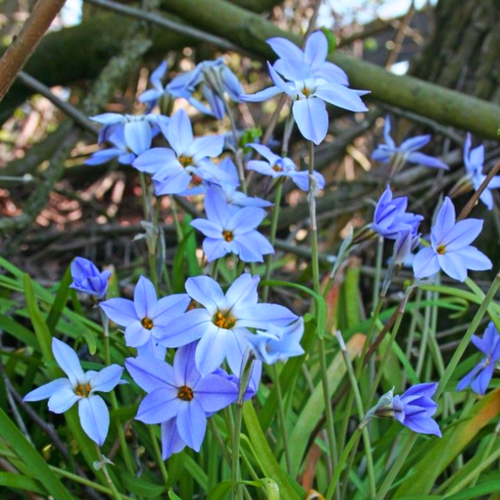 Луковицы цветов, сhipollino flowers, ифейон WISLEY BLUE (10 луковиц) купить за 345 руб, фото