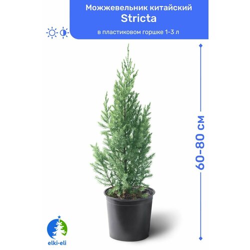 Можжевельник китайский Stricta (Стрикта) 60-80 см в пластиковом горшке 2-5 л, саженец, хвойное живое растение купить за 5925 руб, фото