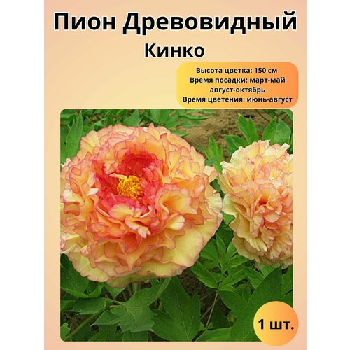 Пион, многолетние цветы, саженец 1 шт купить за 630 руб, фото