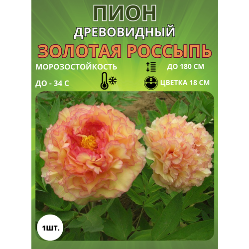 Пион Золотая россыпь 1 шт. купить за 650 руб, фото