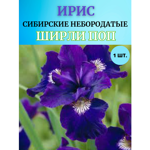 Ирис корневой Ширли Поп, многолетние цветы купить за 450 руб, фото