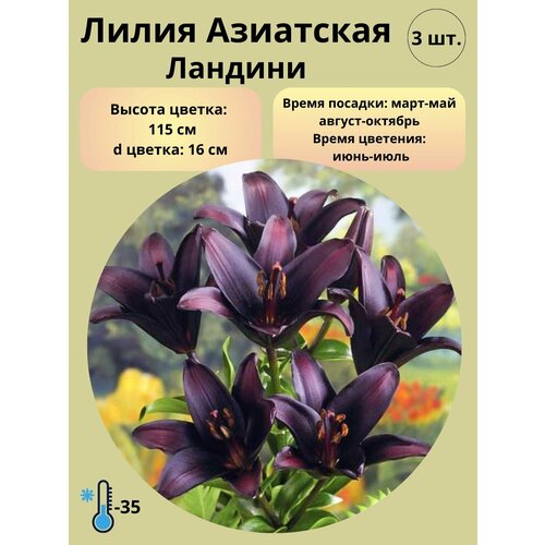 Лилия Азиатская, луковицы 3 шт купить за 450 руб, фото