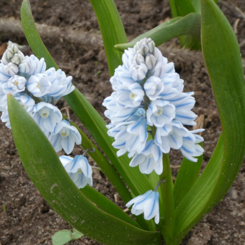 Луковицы цветов, botanica garden, пушкиния либанотика, 10 штук купить за 437 руб, фото