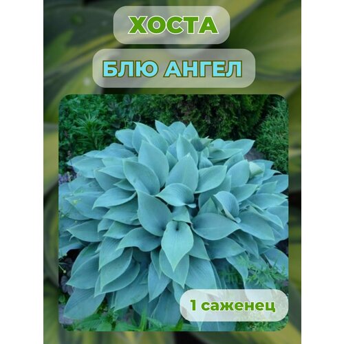 Хоста саженцы, хоста гибридная 1 штука купить за 500 руб, фото