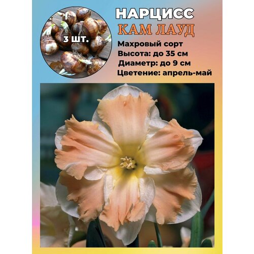 Нарцисс махровый, луковицы 3 штуки купить за 450 руб, фото