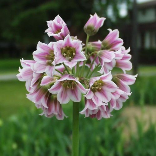 Аллиум NECTAROSCORDUM SICULUM (5 луковиц) купить за 395 руб, фото