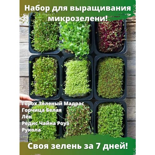 Набор для выращивания микрозелени Green Seeds фотография