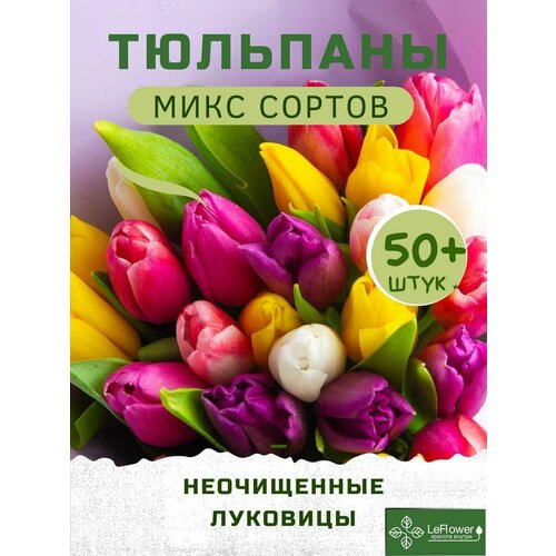 Тюльпан Луковицы неочищенные, Микс сортов, 50шт+ (LeFlower) купить за 1350 руб, фото