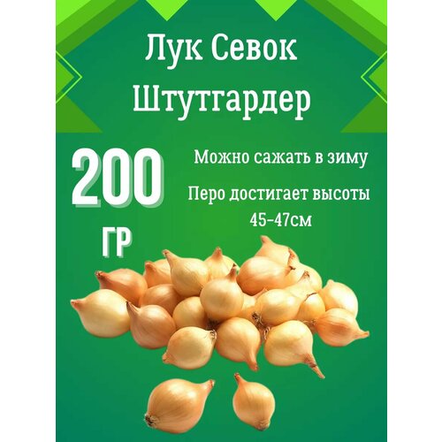 Лук севок Штутгартер Ризен 200гр. купить за 180 руб, фото