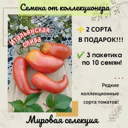 Томат Итальянская Слива, мировая селекция, коллекционный сорт фотография