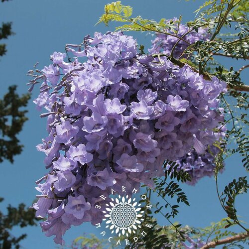 Семена Жакаранда мимозолистная - Фиалковое Дерево (лат. Jacaranda mimosifolia) 20 шт купить за 450 руб, фото